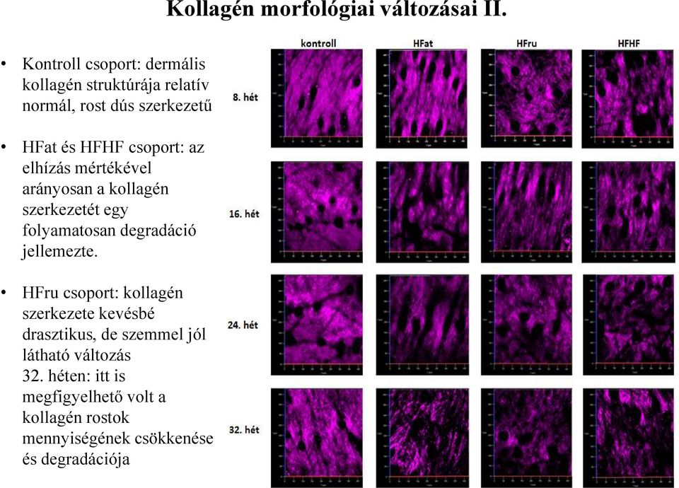 csoport: az elhízás mértékével arányosan a kollagén szerkezetét egy folyamatosan degradáció jellemezte.