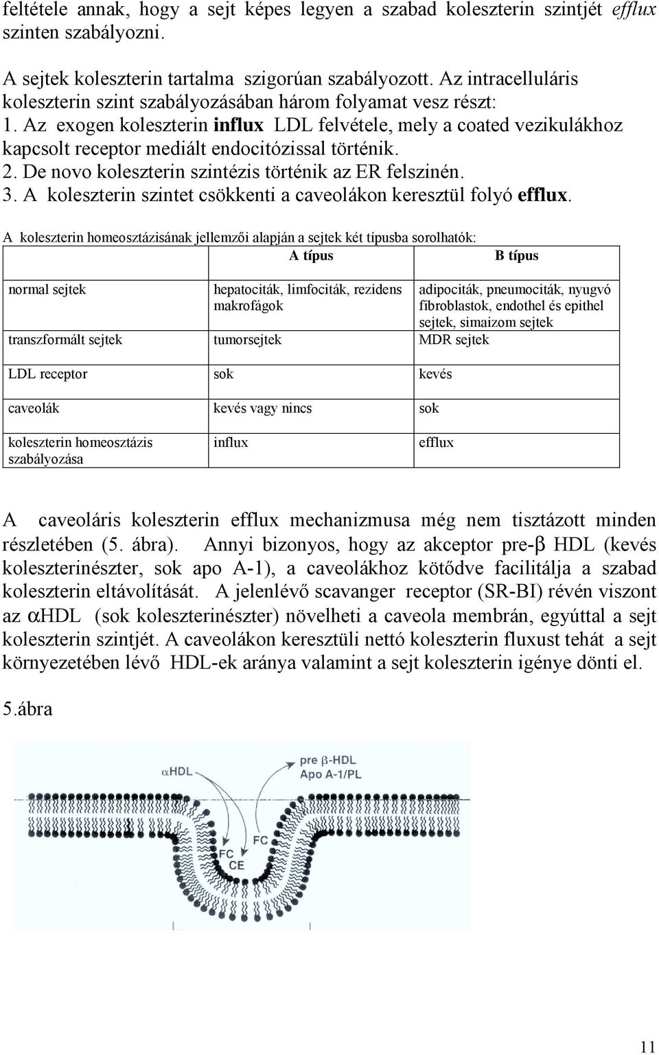 Az exogen koleszterin influx LDL felvétele, mely a coated vezikulákhoz kapcsolt receptor mediált endocitózissal történik. 2. De novo koleszterin szintézis történik az ER felszinén. 3.