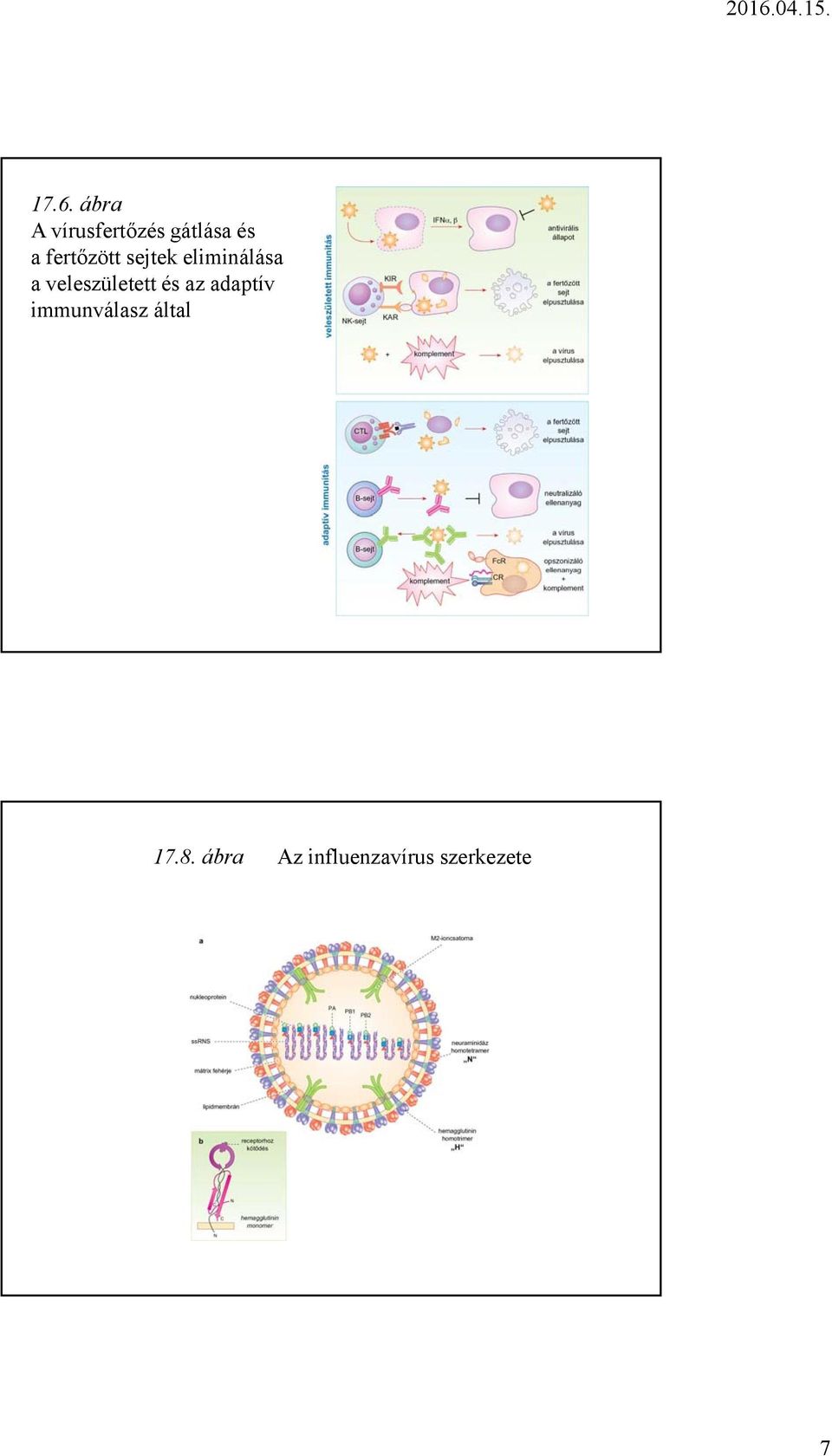 veleszületett és az adaptív immunválasz