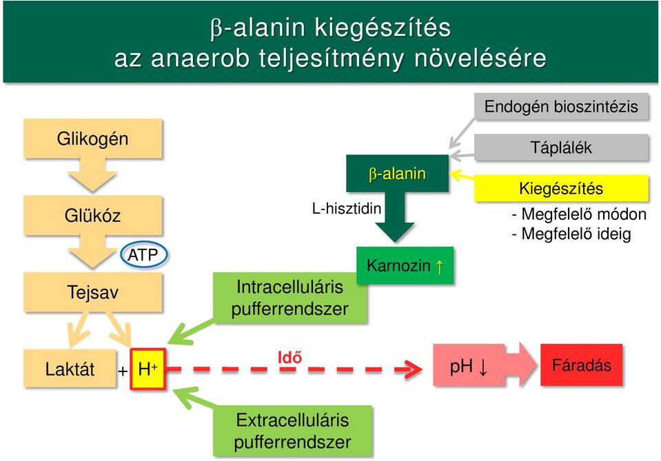 pufferrendszer β-alanin Karnozin Táplálék Kiegészítés - Megfelelő