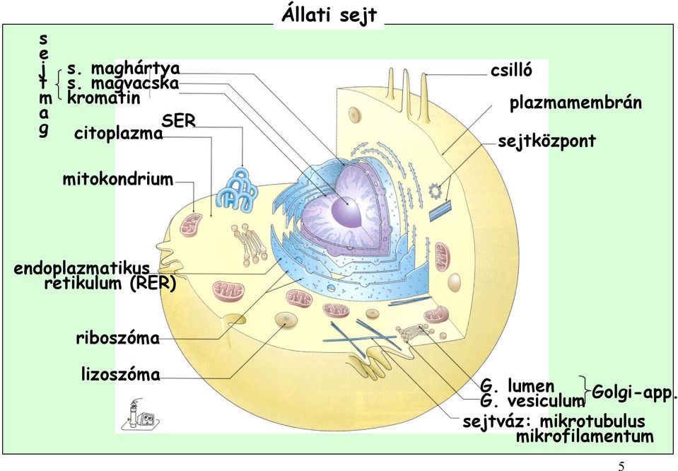 plazmamembrán sejtközpont mitokondrium endoplazmatikus