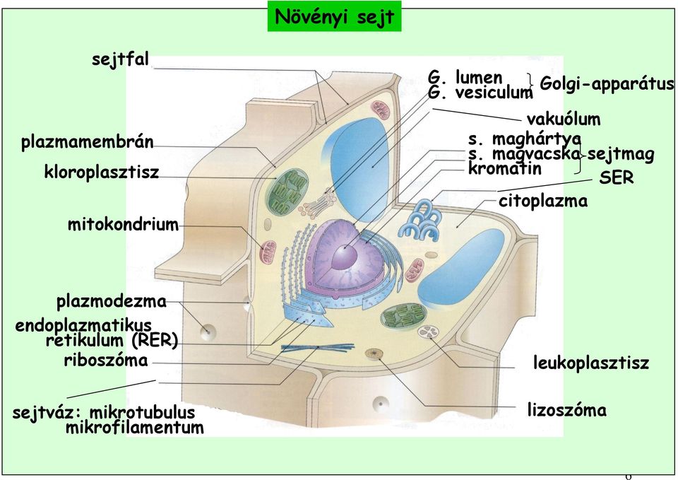 magvacska sejtmag kromatin SER citoplazma plazmodezma endoplazmatikus
