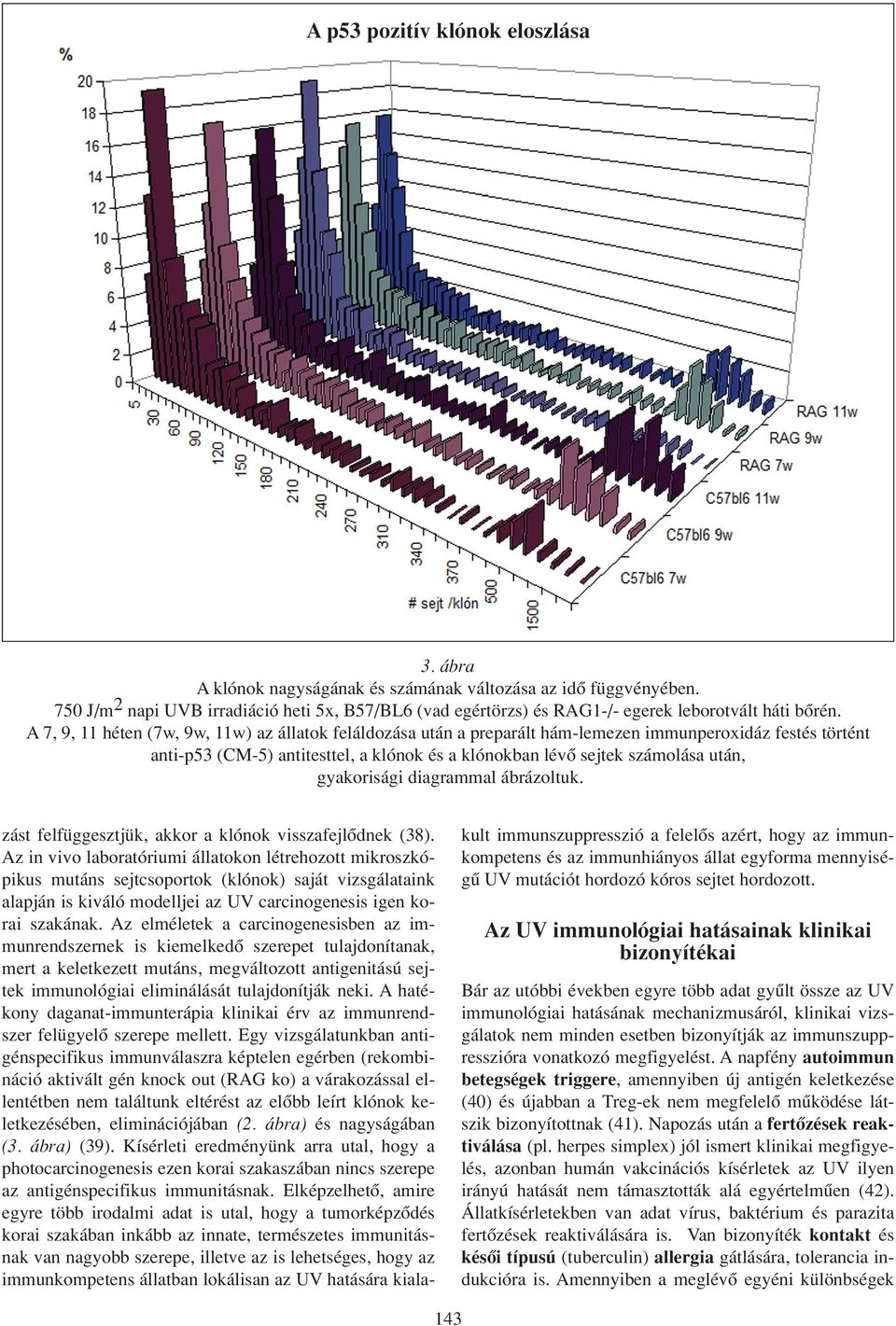 A 7, 9, 11 héten (7w, 9w, 11w) az állatok feláldozása után a preparált hám-lemezen immunperoxidáz festés történt anti-p53 (CM-5) antitesttel, a klónok és a klónokban lévô sejtek számolása után,