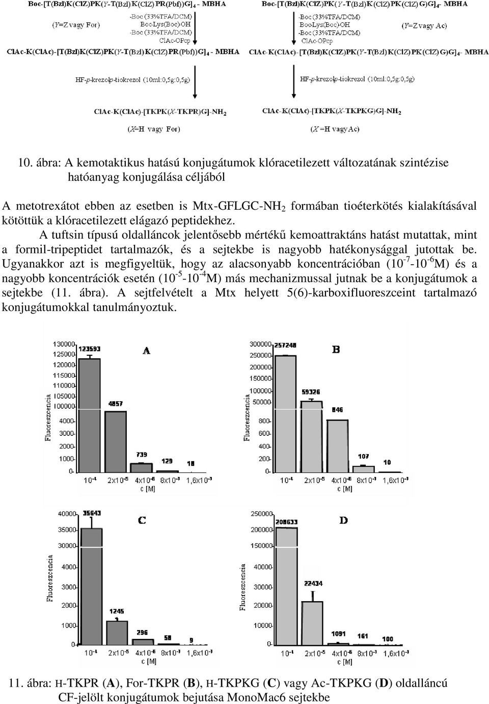A tuftsin típusú oldalláncok jelentősebb mértékű kemoattraktáns hatást mutattak, mint a formil-tripeptidet tartalmazók, és a sejtekbe is nagyobb hatékonysággal jutottak be.