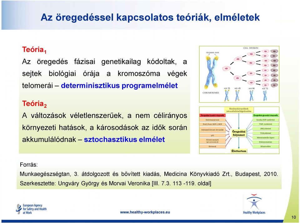 hatások, a károsodások az idők során akkumulálódnak sztochasztikus elmélet Forrás: Munkaegészségtan, 3.