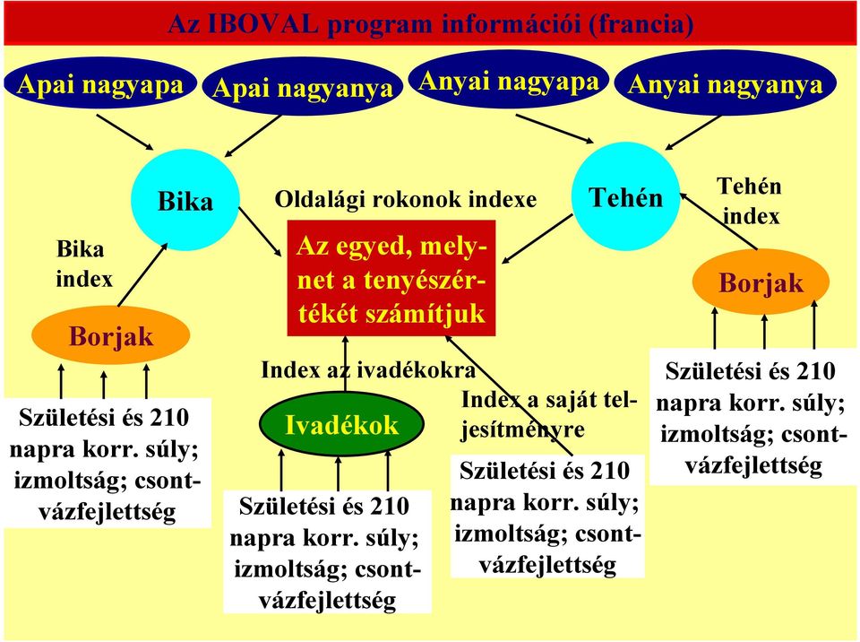 súly; izmoltság; csontvázfejlettség Oldalági rokonok indexe Az egyed, melynet a tenyészértékét számítjuk Születési és  súly;