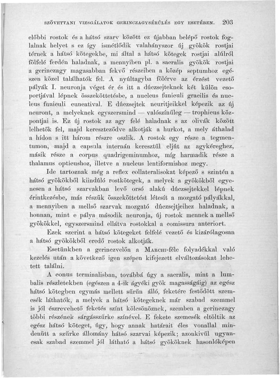 alulról fölfelé ferdén haladnak, a mennyiben pl. a sacralis gyökök rostjai a gerinezagy magasabban fekvő részeiben a közép septumhoz egészen közel találhatók fel.