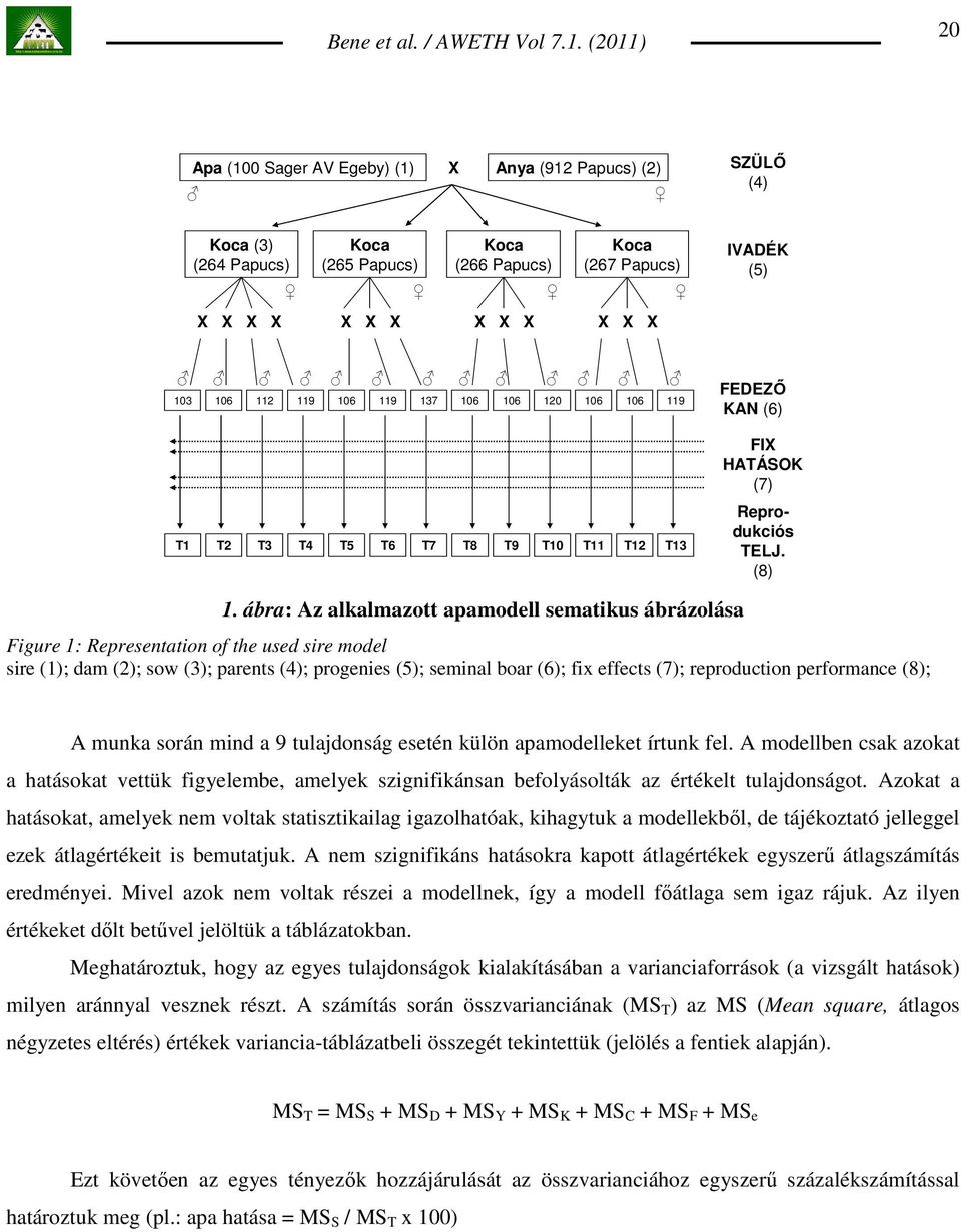 ábra: Az alkalmazott apamodell sematikus ábrázolása Figure 1: Representation of the used sire model sire (1); dam (2); sow (3); parents (4); progenies (5); seminal boar (6); fix effects (7);