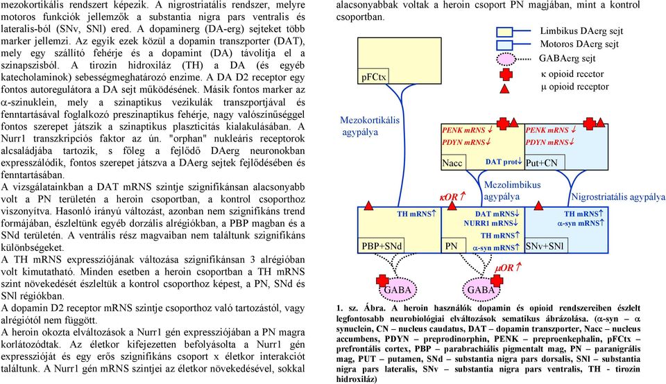 A tirozin hidroxiláz (TH) a DA (és egyéb katecholaminok) sebességmeghatározó enzime. A DA D2 receptor egy fontos autoregulátora a DA sejt működésének.