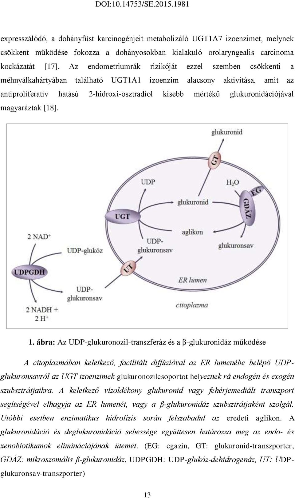 glukuronidációjával magyaráztak [18]. 1.