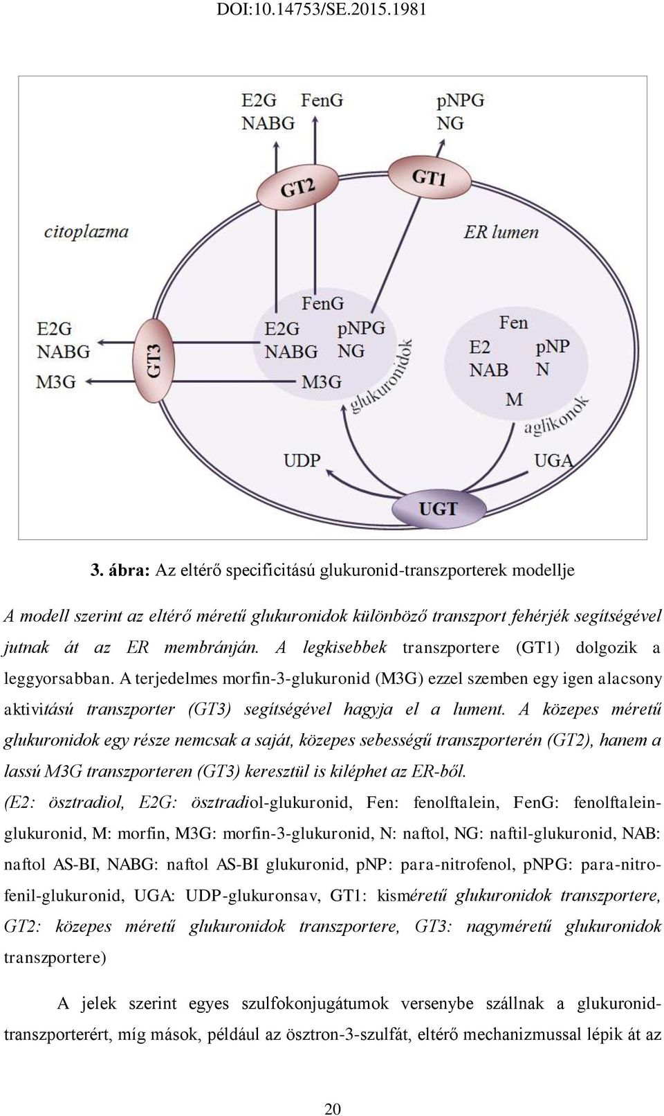 A közepes méretű glukuronidok egy része nemcsak a saját, közepes sebességű transzporterén (GT2), hanem a lassú M3G transzporteren (GT3) keresztül is kiléphet az ER-ből.