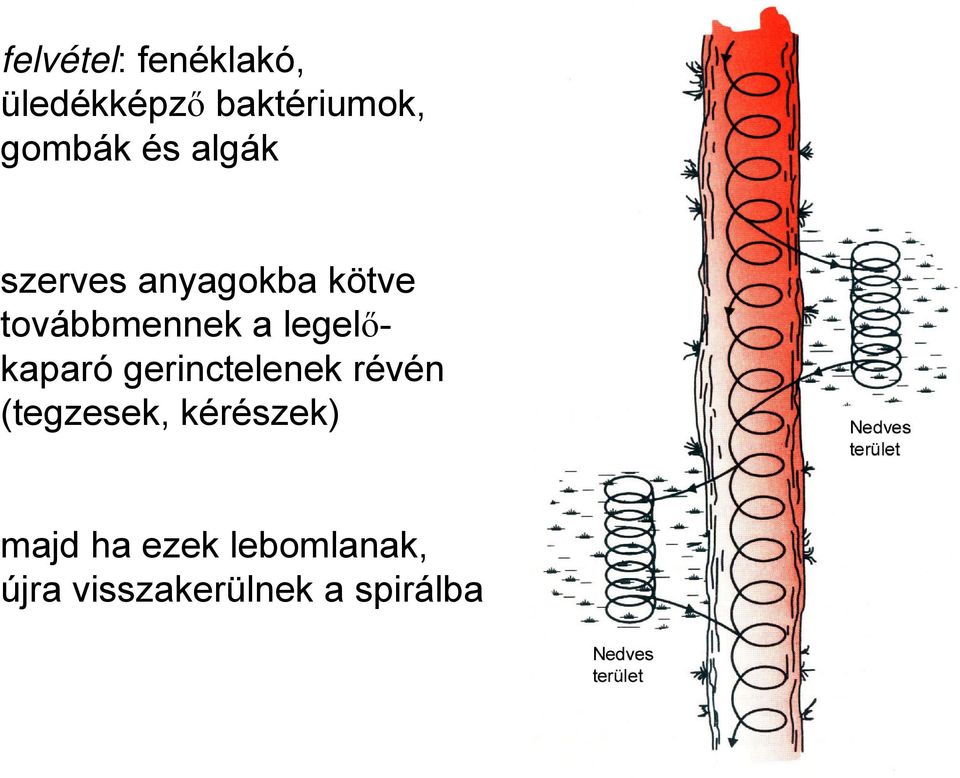 legelőkaparó gerinctelenek révén (tegzesek,