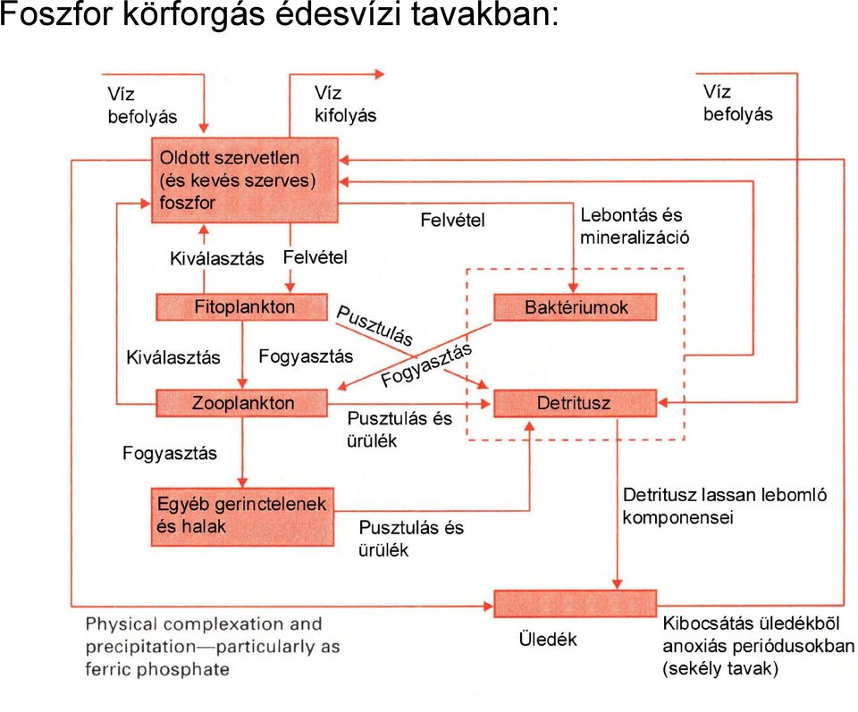 édesvízi