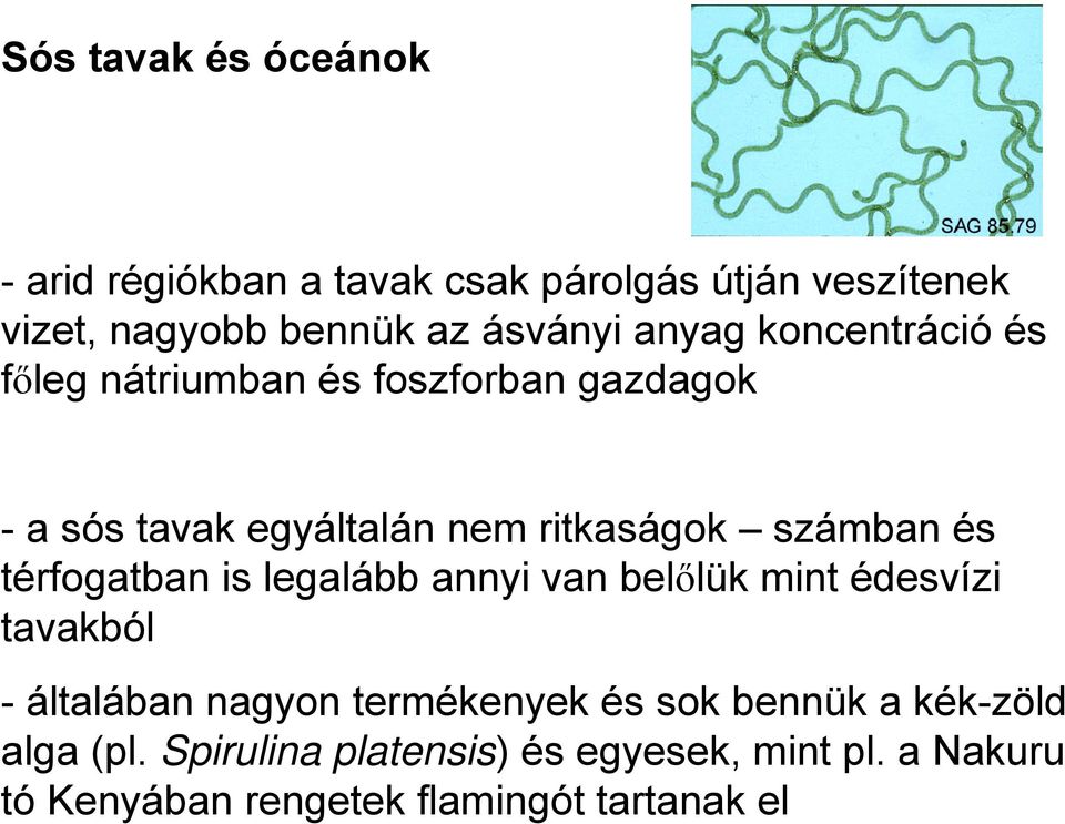 és térfogatban is legalább annyi van belőlük mint édesvízi tavakból - általában nagyon termékenyek és sok