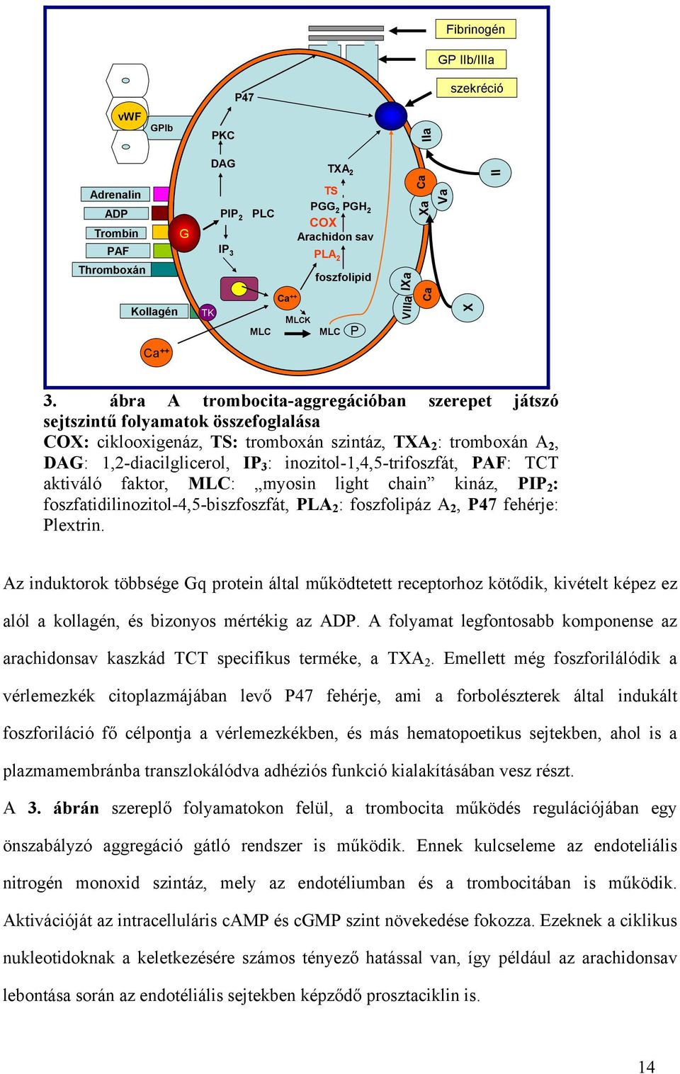 ábra A trombocita-aggregációban szerepet játszó sejtszintű folyamatok összefoglalása COX: ciklooxigenáz, TS: tromboxán szintáz, TXA 2 : tromboxán A 2, DAG: 1,2-diacilglicerol, IP 3 :