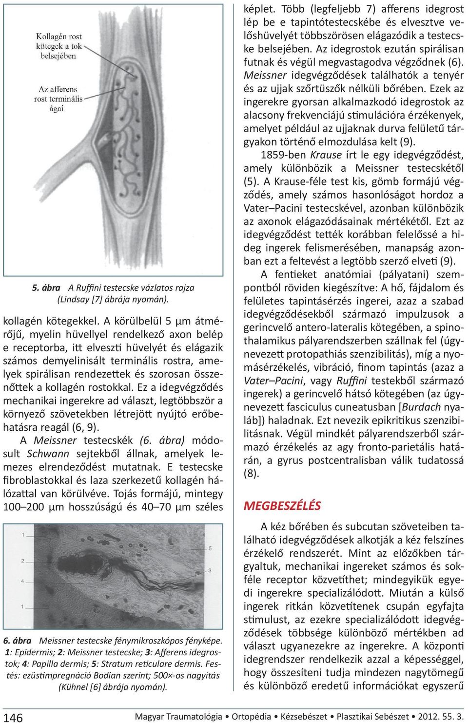 összenőttek a kollagén rostokkal. Ez a idegvégződés mechanikai ingerekre ad választ, legtöbbször a környező szövetekben létrejött nyújtó erőbehatásra reagál (6, 9). A Meissner testecskék (6.