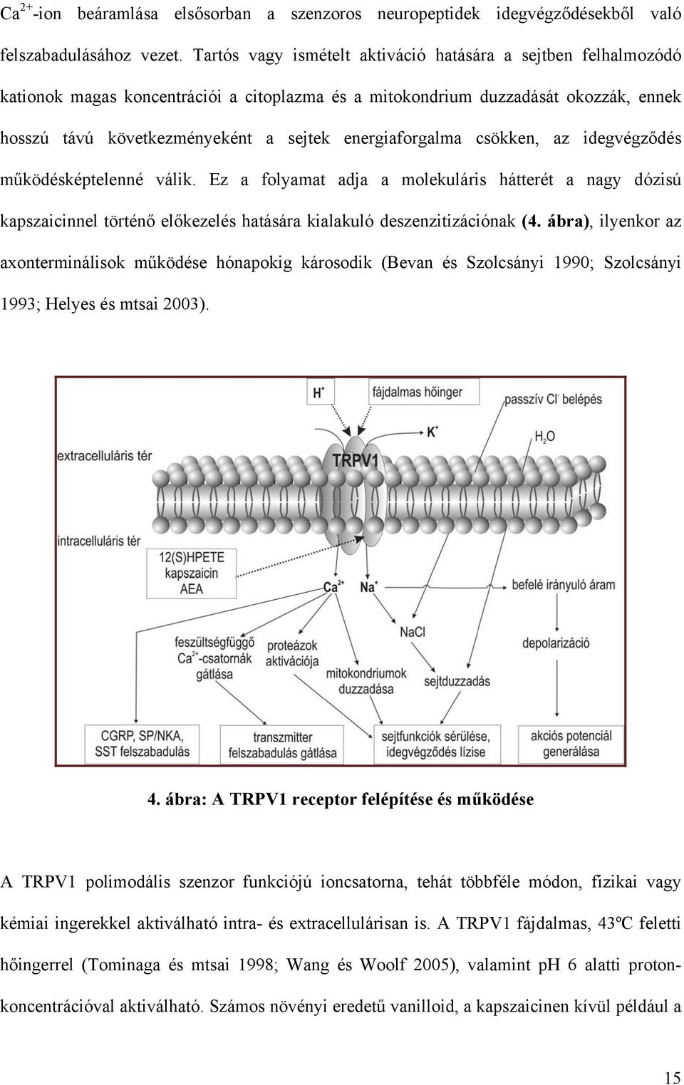 energiaforgalma csökken, az idegvégződés működésképtelenné válik. Ez a folyamat adja a molekuláris hátterét a nagy dózisú kapszaicinnel történő előkezelés hatására kialakuló deszenzitizációnak (4.