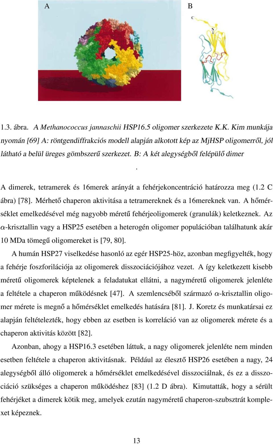 A dimerek, tetramerek és 16merek arányát a fehérjekoncentráció határozza meg (1.2 C ábra) [78]. Mérhető chaperon aktivitása a tetramereknek és a 16mereknek van.