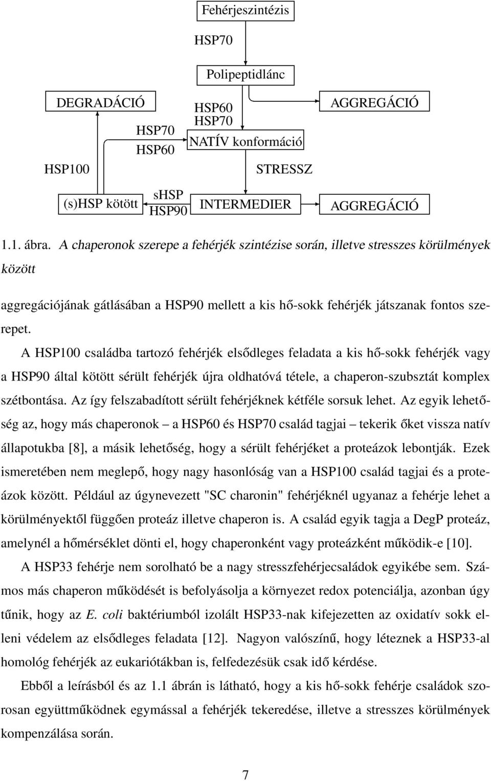 A HSP100 családba tartozó fehérjék elsődleges feladata a kis hő-sokk fehérjék vagy a HSP90 által kötött sérült fehérjék újra oldhatóvá tétele, a chaperon-szubsztát komplex szétbontása.