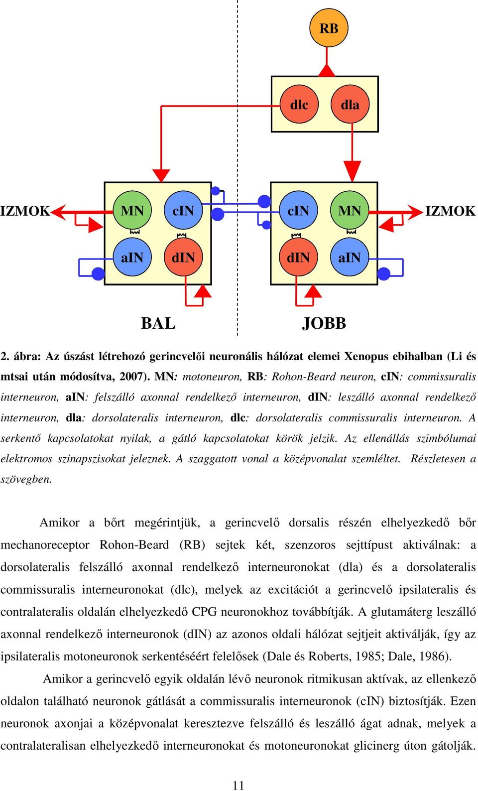 dlc: dorsolateralis commissuralis interneuron. A serkentő kapcsolatokat nyilak, a gátló kapcsolatokat körök jelzik. Az ellenállás szimbólumai elektromos szinapszisokat jeleznek.