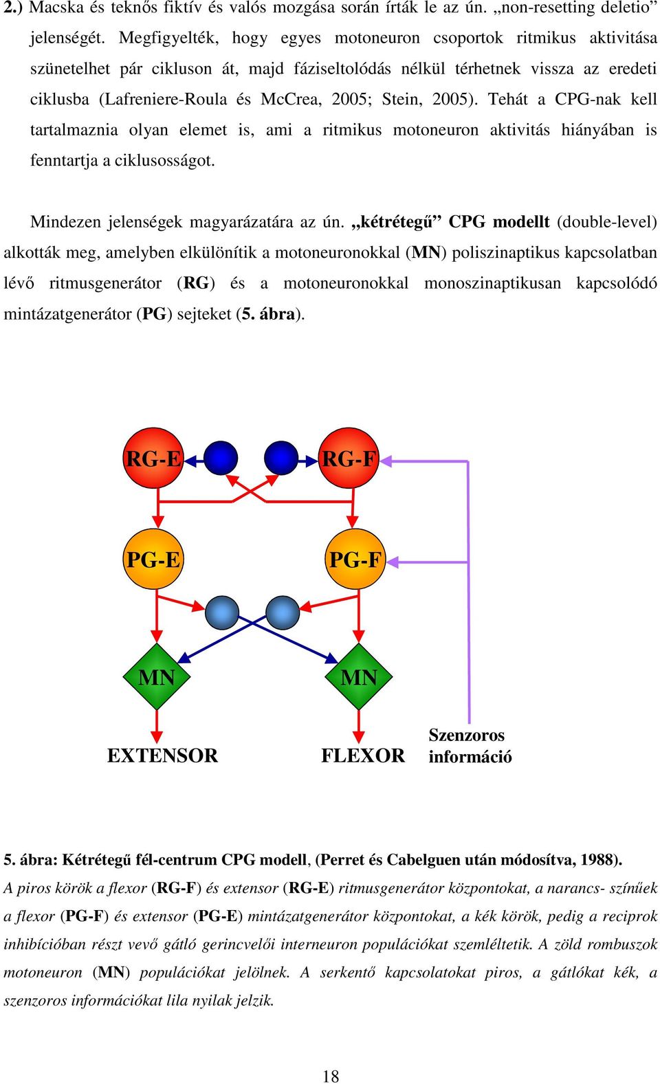 Stein, 2005). Tehát a CPG-nak kell tartalmaznia olyan elemet is, ami a ritmikus motoneuron aktivitás hiányában is fenntartja a ciklusosságot. Mindezen jelenségek magyarázatára az ún.