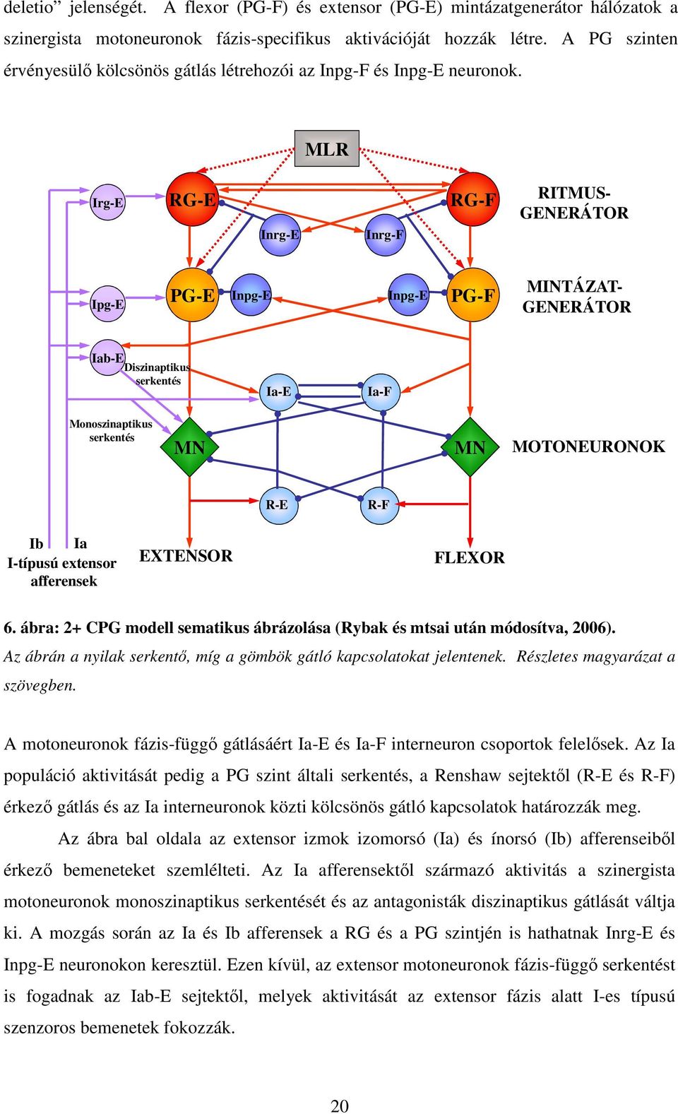 MLR Irg-E RG-E Inrg-E Inrg-F RG-F RITMUS- GENERÁTOR Ipg-E PG-E Inpg-E Inpg-E PG-F MINTÁZAT- GENERÁTOR Iab-E Diszinaptikus serkentés Ia-E Ia-F Monoszinaptikus serkentés MN MN MOTONEURONOK R-E R-F Ib