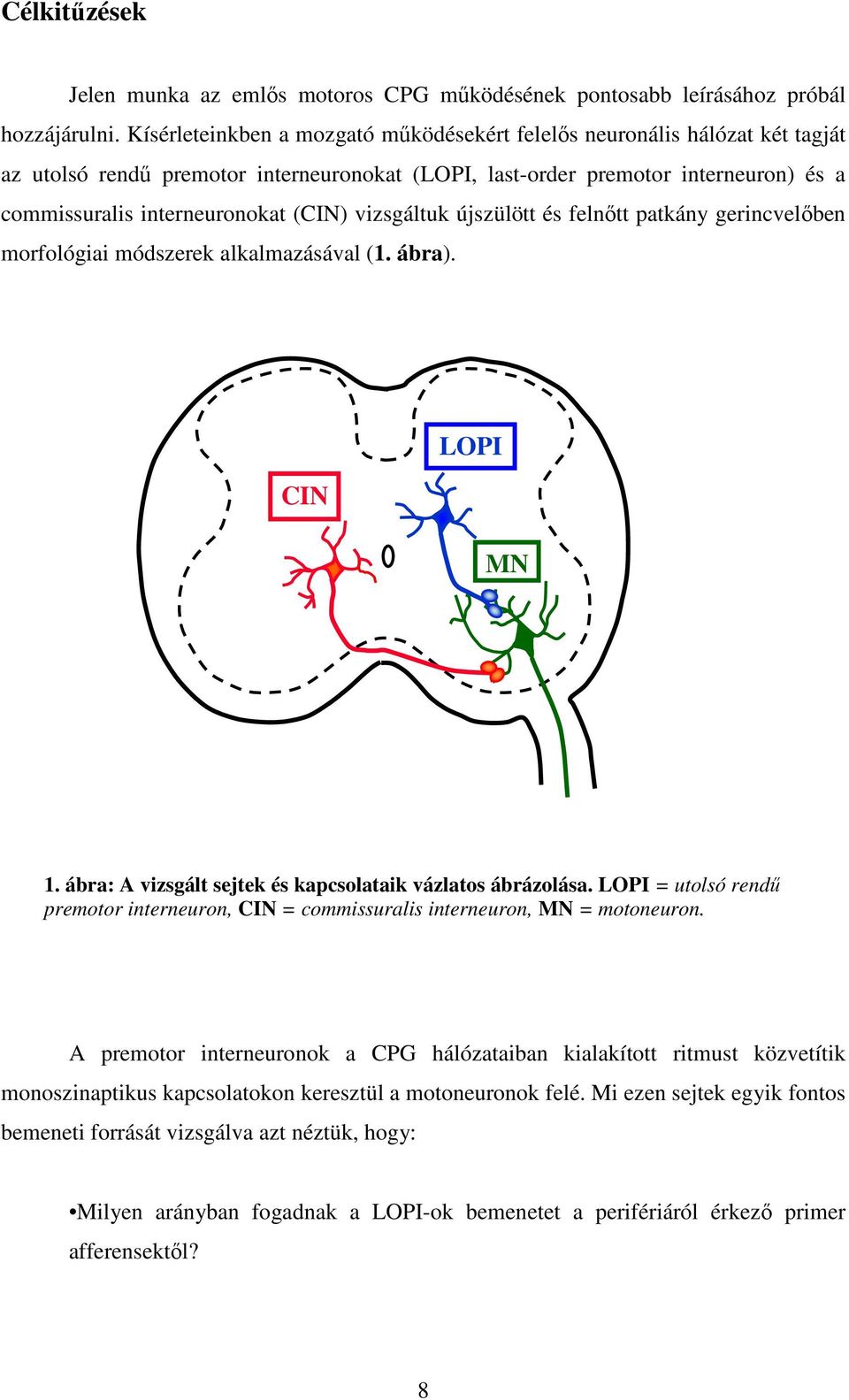 vizsgáltuk újszülött és felnőtt patkány gerincvelőben morfológiai módszerek alkalmazásával (1. ábra). CIN LOPI MN 1. ábra: A vizsgált sejtek és kapcsolataik vázlatos ábrázolása.