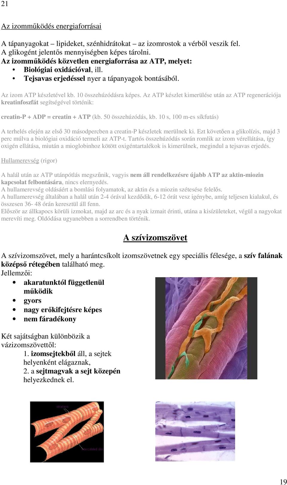 Az ATP készlet kimerülése után az ATP regenerációja kreatinfoszfát segítségével történik: creatin-p + ADP = creatin + ATP (kb. 50 összehúzódás, kb.