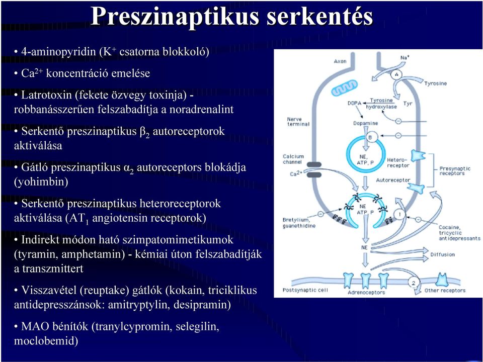 preszinaptikus heteroreceptorok aktiválása (AT 1 angiotensin receptorok) Indirekt módon ható szimpatomimetikumok (tyramin, amphetamin) - kémiai úton