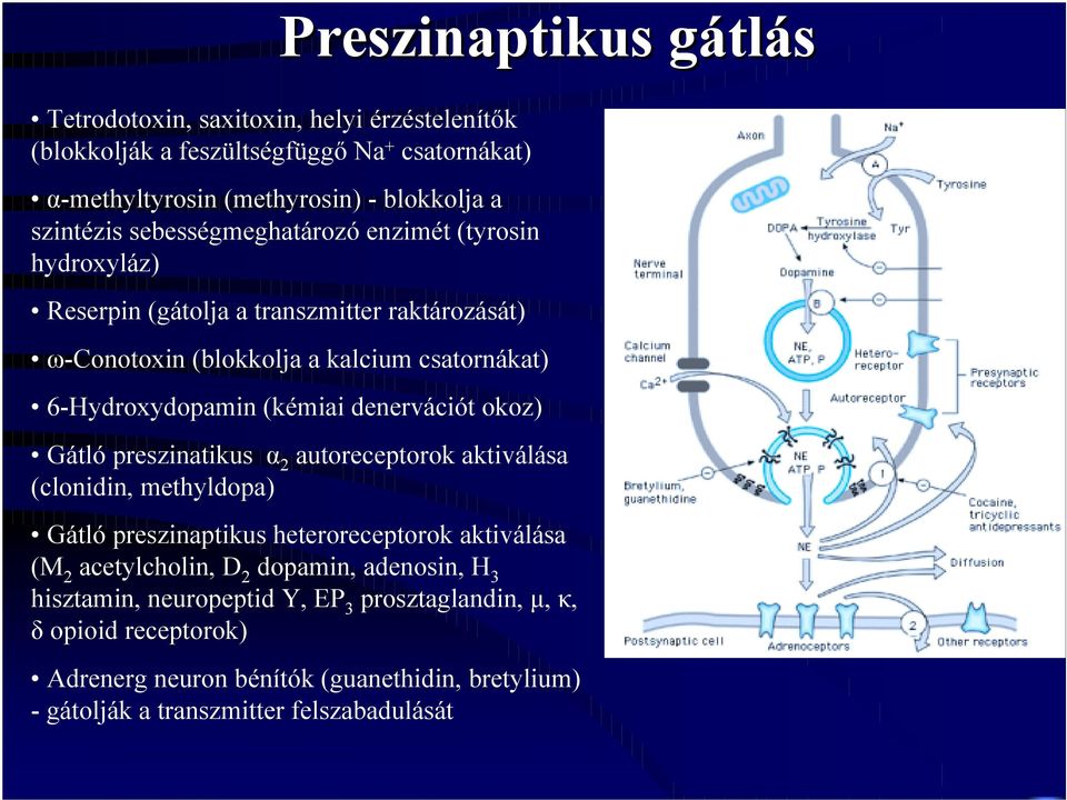 denervációt okoz) Gátló preszinatikus α 2 autoreceptorok aktiválása (clonidin, methyldopa) Gátló preszinaptikus heteroreceptorok aktiválása (M 2 acetylcholin, D 2 dopamin,