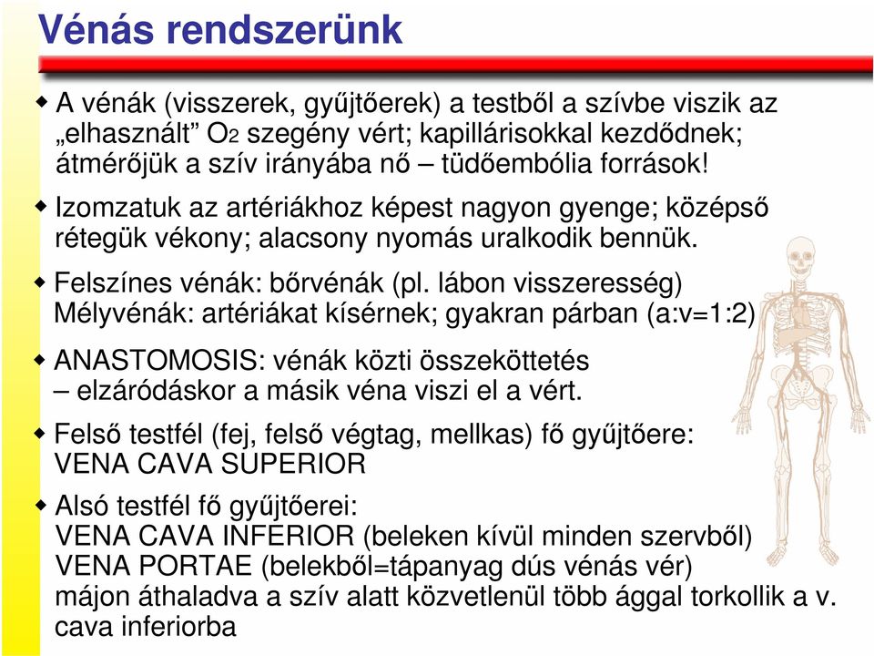 lábon visszeresség) Mélyvénák: artériákat kísérnek; gyakran párban (a:v=1:2) ANASTOMOSIS: vénák közti összeköttetés elzáródáskor a másik véna viszi el a vért.