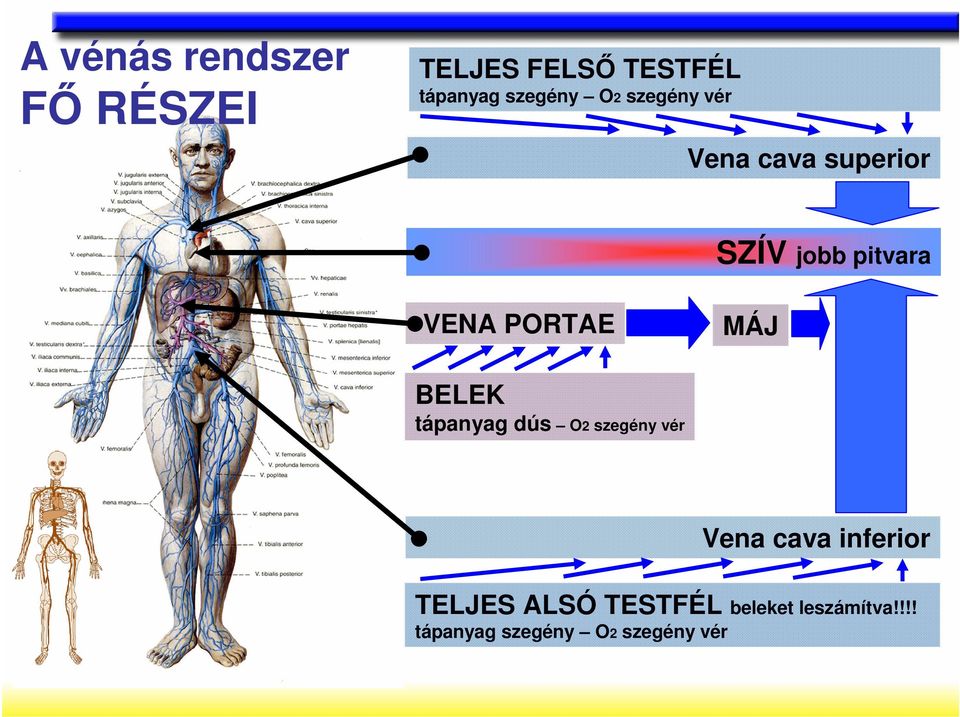 MÁJ BELEK tápanyag dús O2 szegény vér Vena cava inferior TELJES