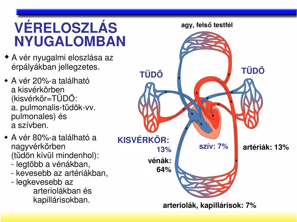 A vér 80%-a található a nagyvérkörben (tüdın kívül mindenhol): - legtöbb a vénákban, - kevesebb az artériákban,