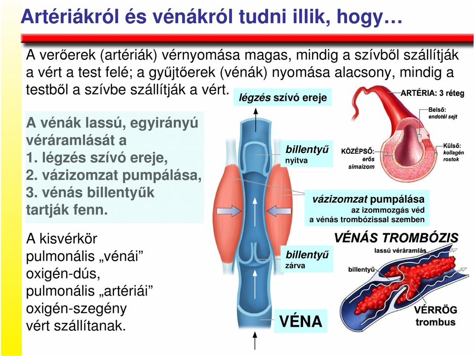 légzés szívó ereje A vénák lassú, egyirányú véráramlását a 1. légzés szívó ereje, 2. vázizomzat pumpálása, 3.