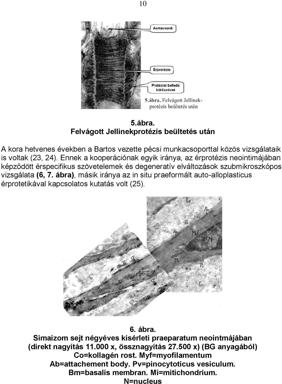 ábra), másik iránya az in situ praeformált auto-alloplasticus érprotetikával kapcsolatos kutatás volt (25). 6. ábra.