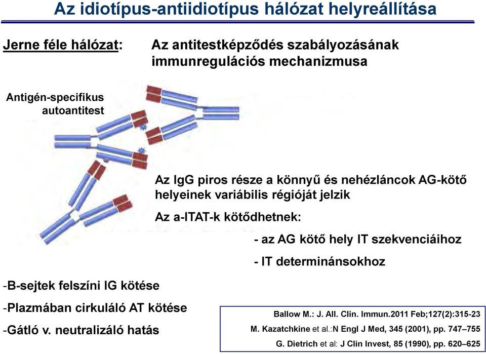 Az a-itat-k kötődhetnek: - az AG kötő hely IT szekvenciáihoz - IT determinánsokhoz -Plazmában cirkuláló AT kötése -Gátló v.