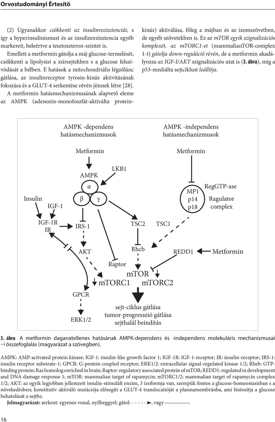 E hatások a mitochondriális légzőlánc gátlása, az insulinreceptor tyrosin-kináz aktivitásának fokozása és a GLUT-4 serkentése révén jönnek létre [28].