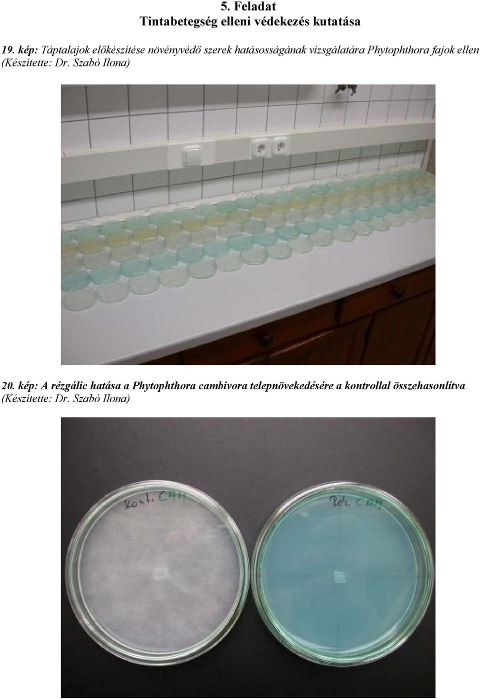 Phytophthora fajok ellen (Készítette: Dr. Szabó Ilona) 20.