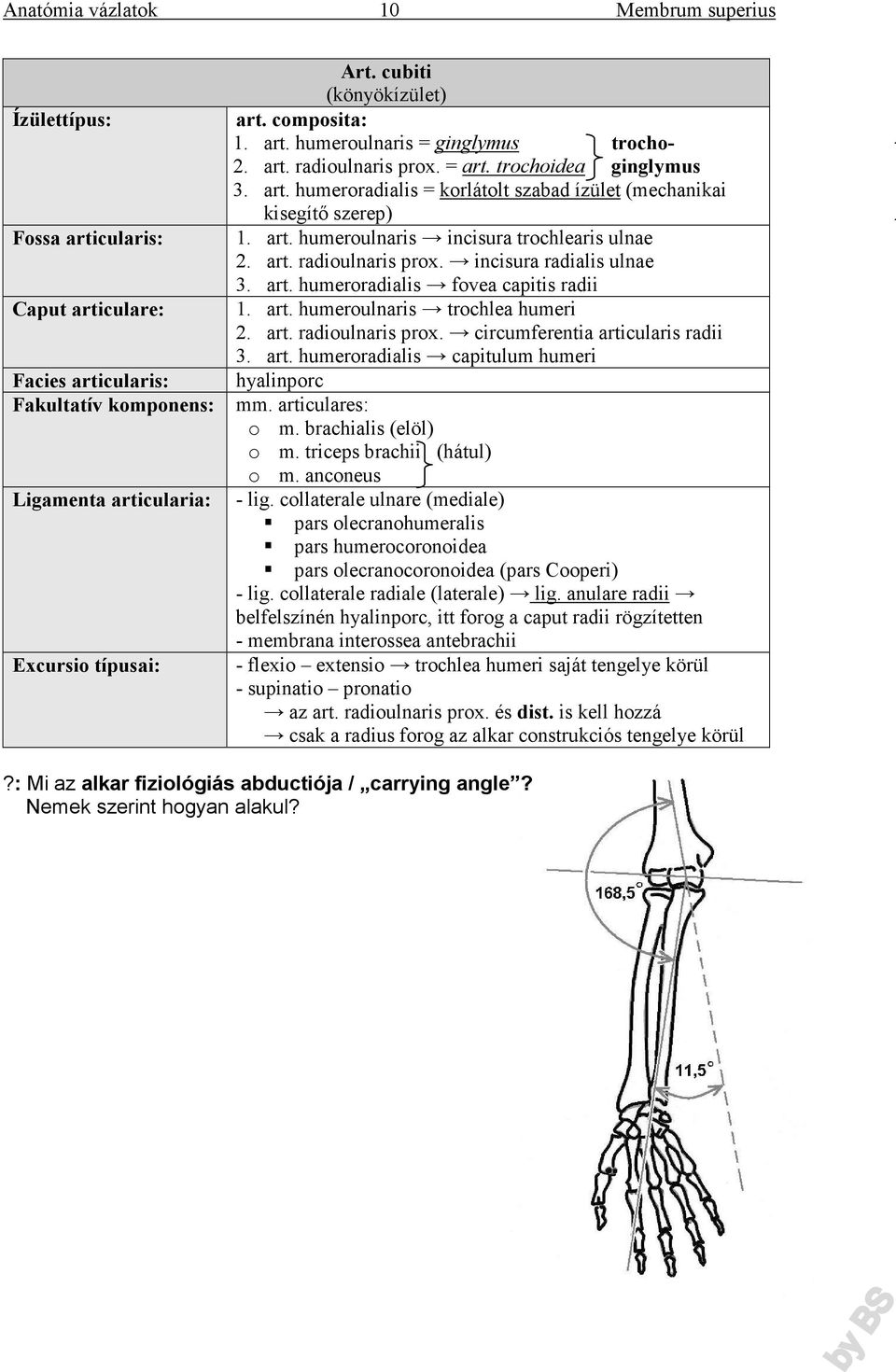 art. humeroradialis capitulum humeri mm. articulares: o m. brachialis (elöl) o m. triceps brachii (hátul) o m. anconeus - lig.