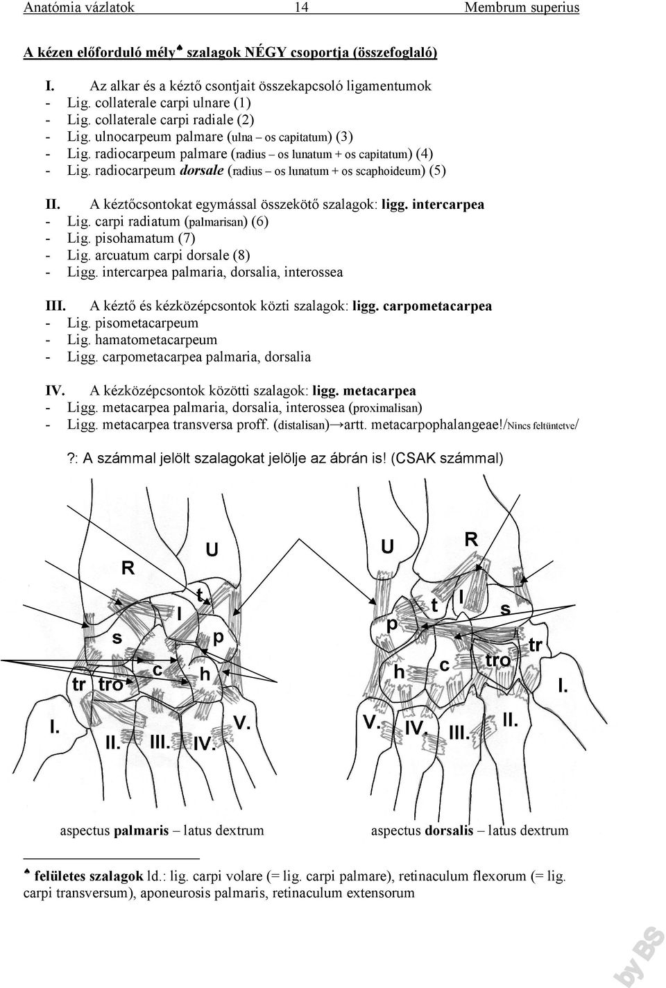 radiocarpeum dorsale (radius os lunatum + os scaphoideum) (5) II. - A kéztőcsontokat egymással összekötő szalagok: ligg. intercarpea Lig. carpi radiatum (palmarisan) (6) Lig. pisohamatum (7) Lig.