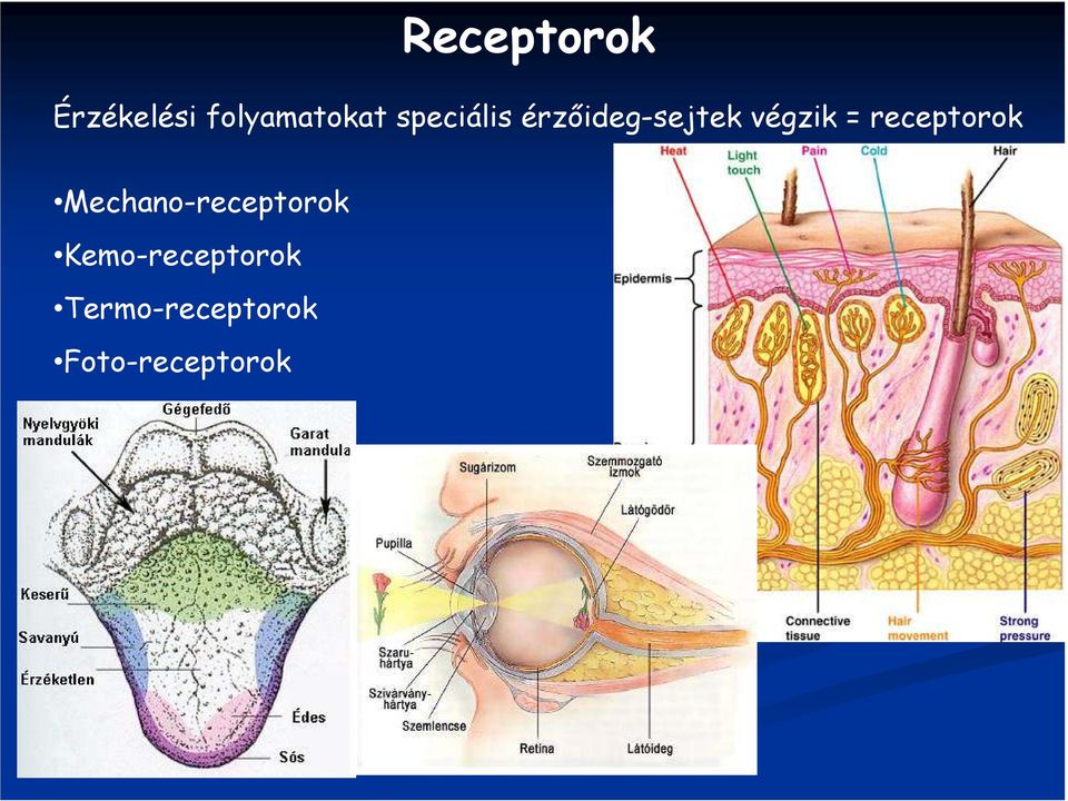 receptorok Mechano-receptorok