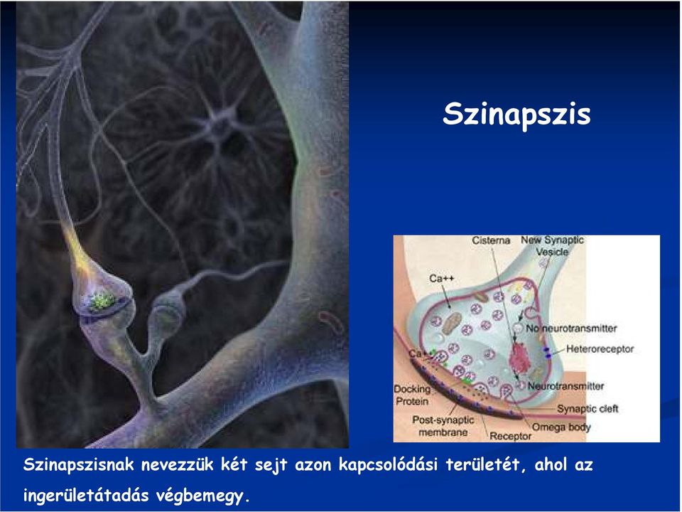 kapcsolódási területét,