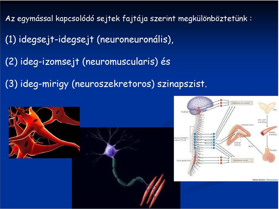 (neuroneuronális), (2) ideg-izomsejt