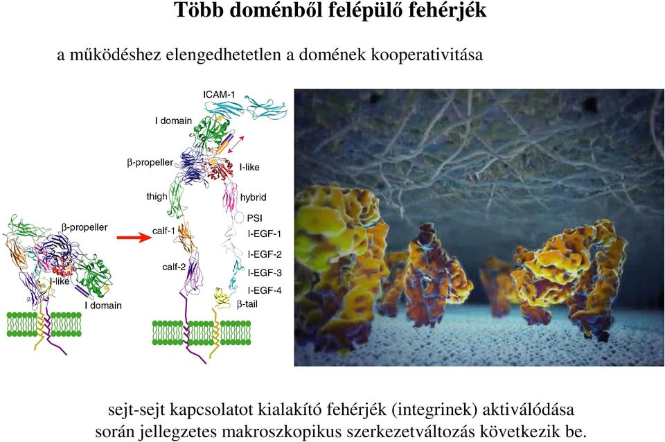 kapcsolatot kialakító fehérjék (integrinek)