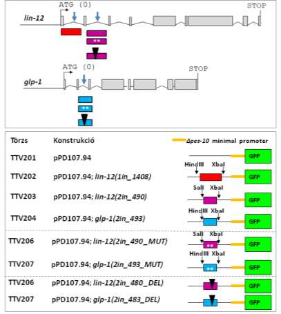 39. ábra. A lin-12 és glp-1 heterológ transzkripciós konstrukciók szerkezete. A piros, lila és kék hasábok a klónozott vad típusú szekvenciákat jelölik.