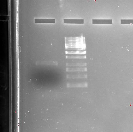 A PCNA és a PCNA-Ub gének amplifikálása PCR (Polymerase Chain Reaction) segítségével A