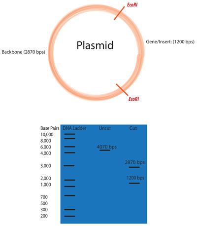 Restrikciós emésztés DNA