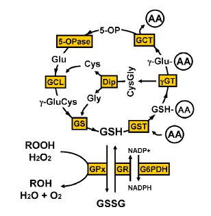 Reaktív oxigén termékek (ROS) Oxidatív stressz mitokondriumok szerepe Fiziológiás és patológiás körülmények közt keletkeznek: H 2 O 2, superoxid anion NO A mitokondriumok a reaktív szabad gyökök