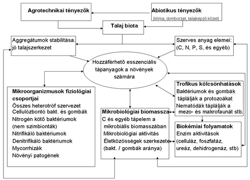 A TALAJ BIODIVERZITÁS JELENTŐSÉGE, VIZSGÁLATI LEHETŐSÉGEI A talaj biota hatása a talajtermékenységre (Elliot, 1997) A talaj mikrobiális biomasszája A mikrobiális biomassza (MB) a talajban a talaj