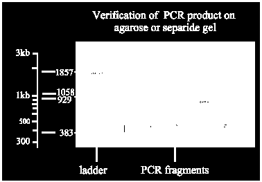 PCR REAKCIÓ ELLENŐRZÉSE